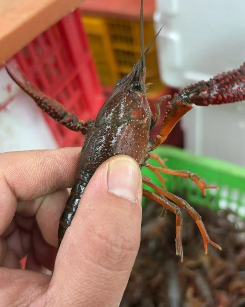 湖北潜江小龙虾批发