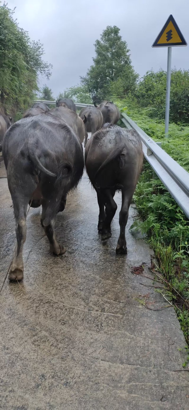 湖南怀化麻阳出售13头水牛，山上散养，肉质好