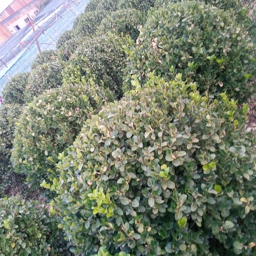 自家种植卫矛球