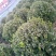 自家种植卫矛球