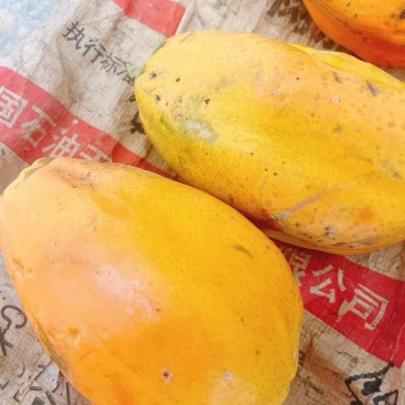高州红肉木瓜，0.5至2.3斤，产地直发，精品物美价廉