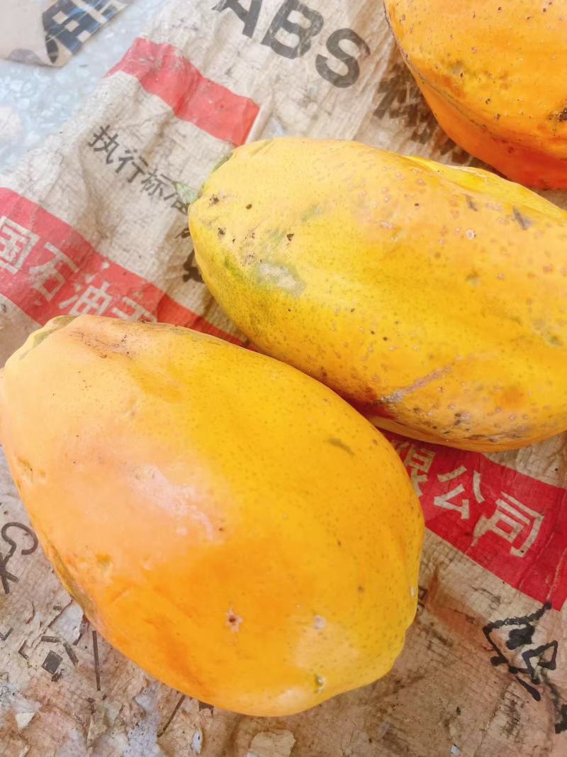 高州红肉木瓜，0.5至2.3斤，产地直发，精品物美价廉
