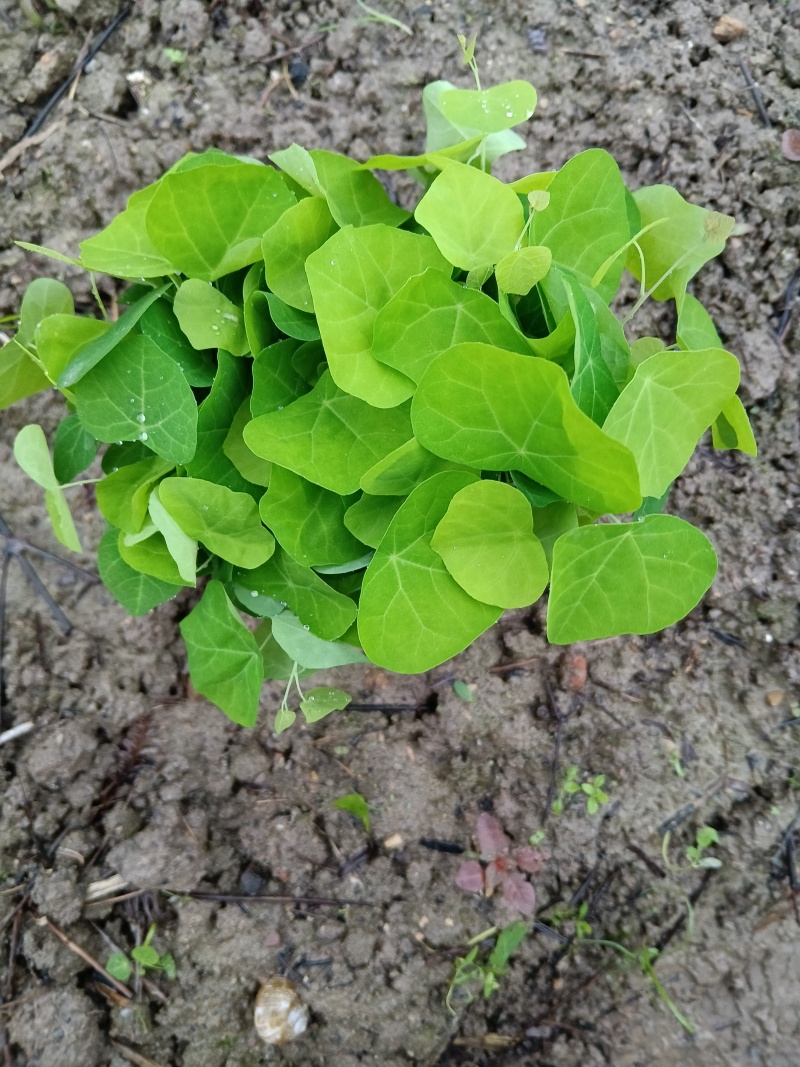 出售粉防己苗