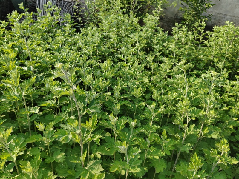 艾草