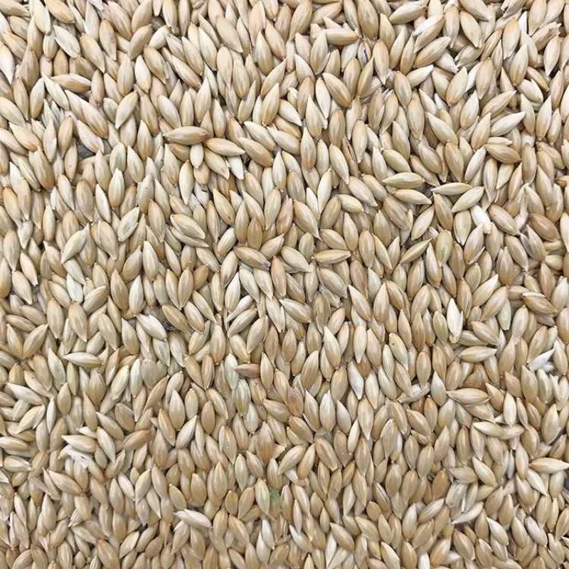 鸟食加纳利子白尖金丝雀芙蓉鹦鹉黄雀鸟粮鸽粮一件代发