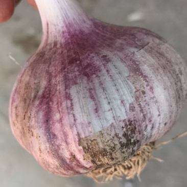 白桥大青稞蒜种