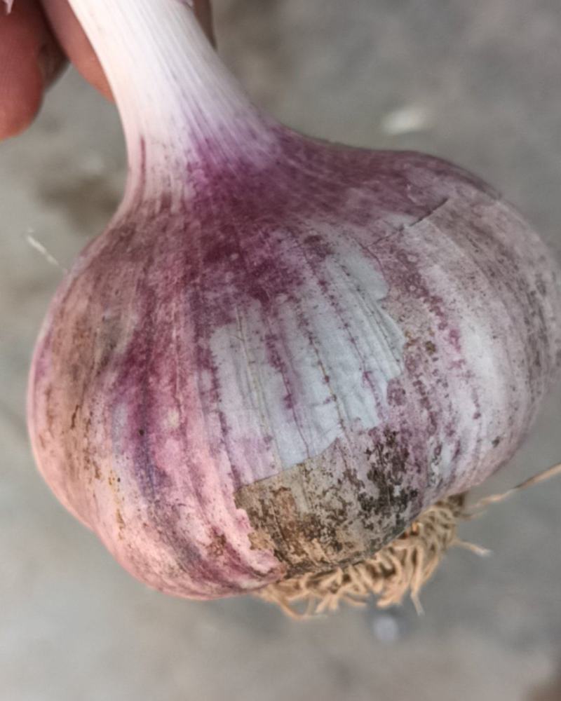 白桥大青稞蒜种