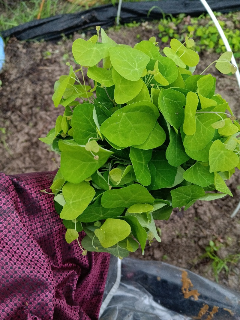 出售粉防己苗