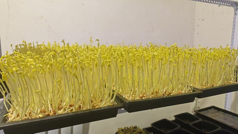 一百斤起批