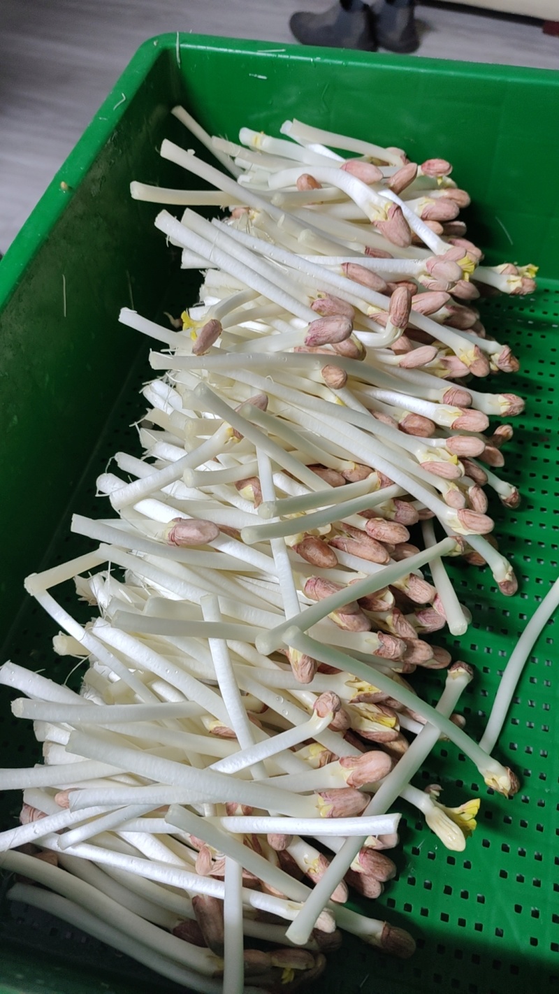 一百斤起批