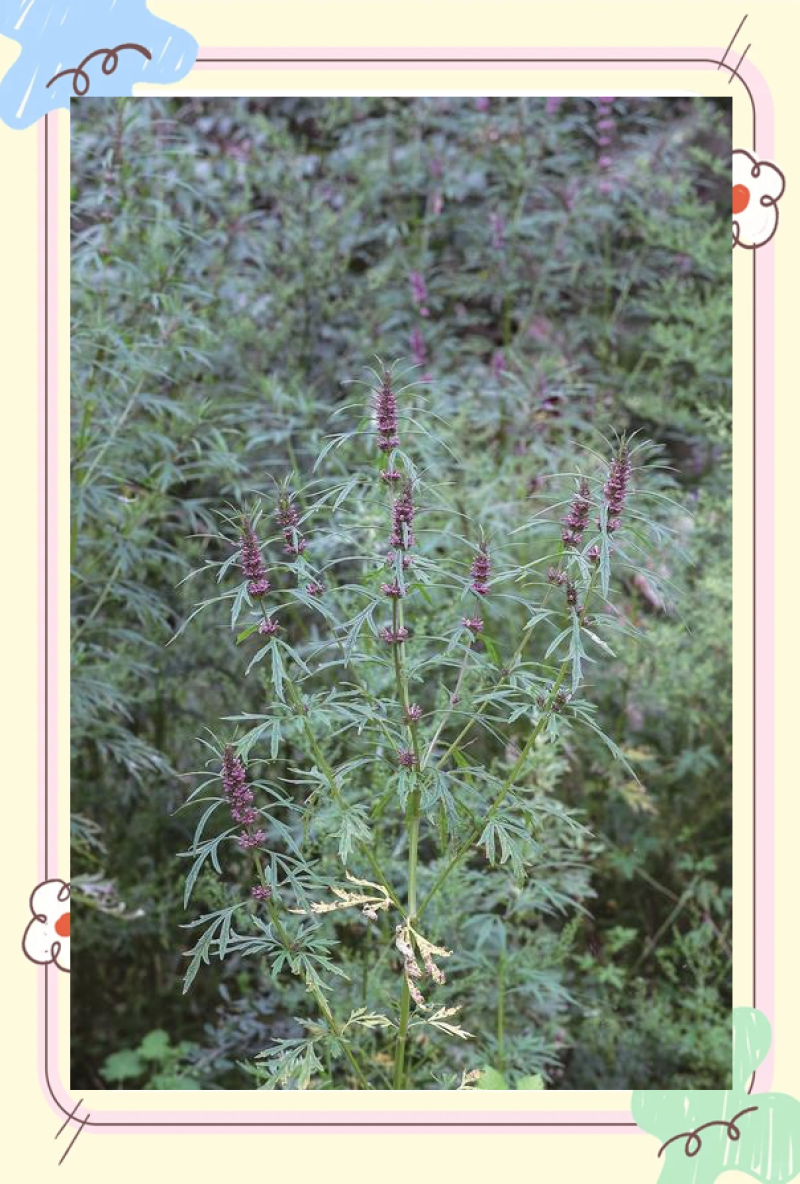 野生益母草全草