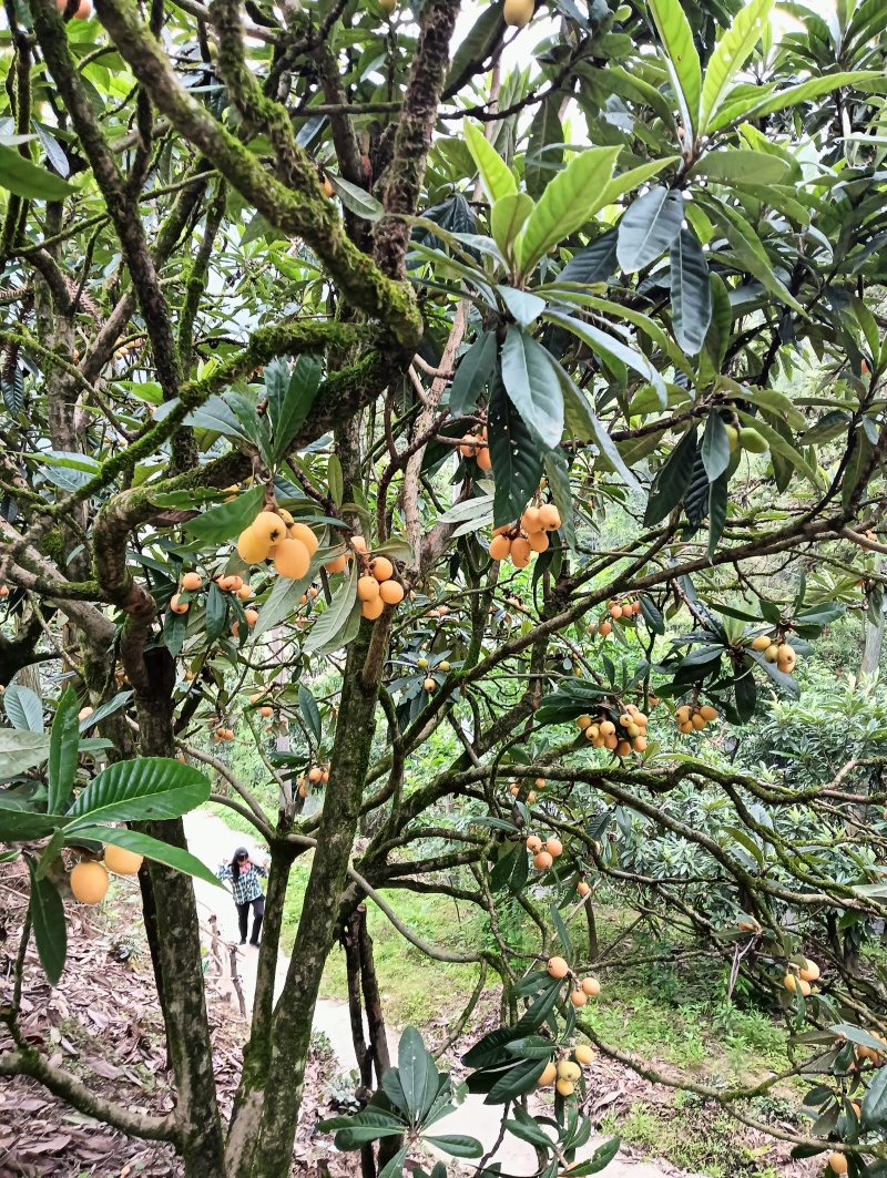 安徽歙县三潭枇杷