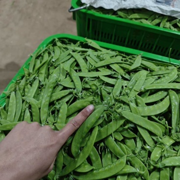 小荷兰豆产地直供欢迎老板咨询