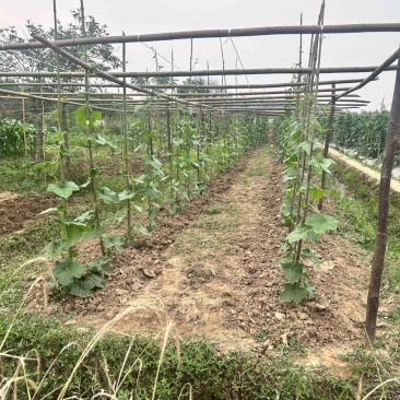 肉丝瓜，露天丝瓜每天只有100斤左右