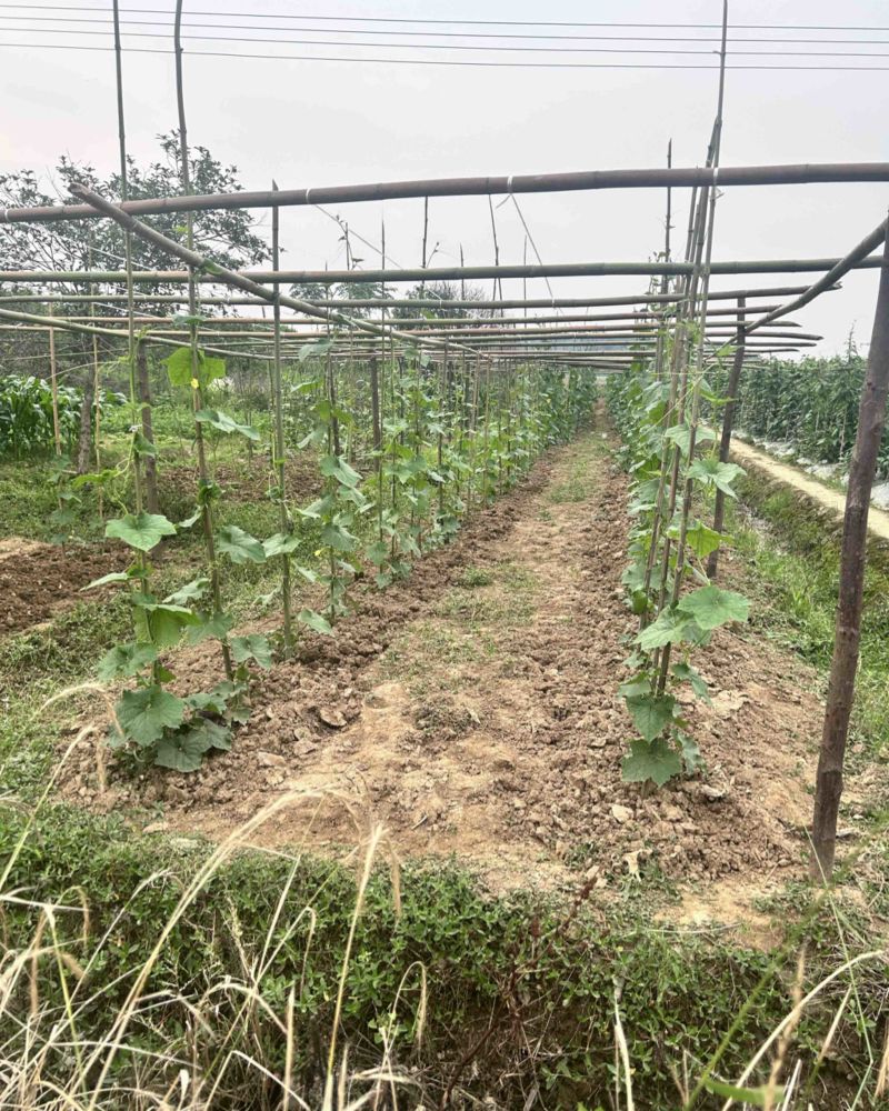 肉丝瓜，露天丝瓜每天只有100斤左右