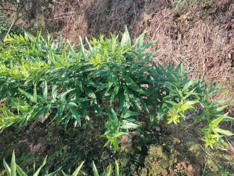 黄精种子