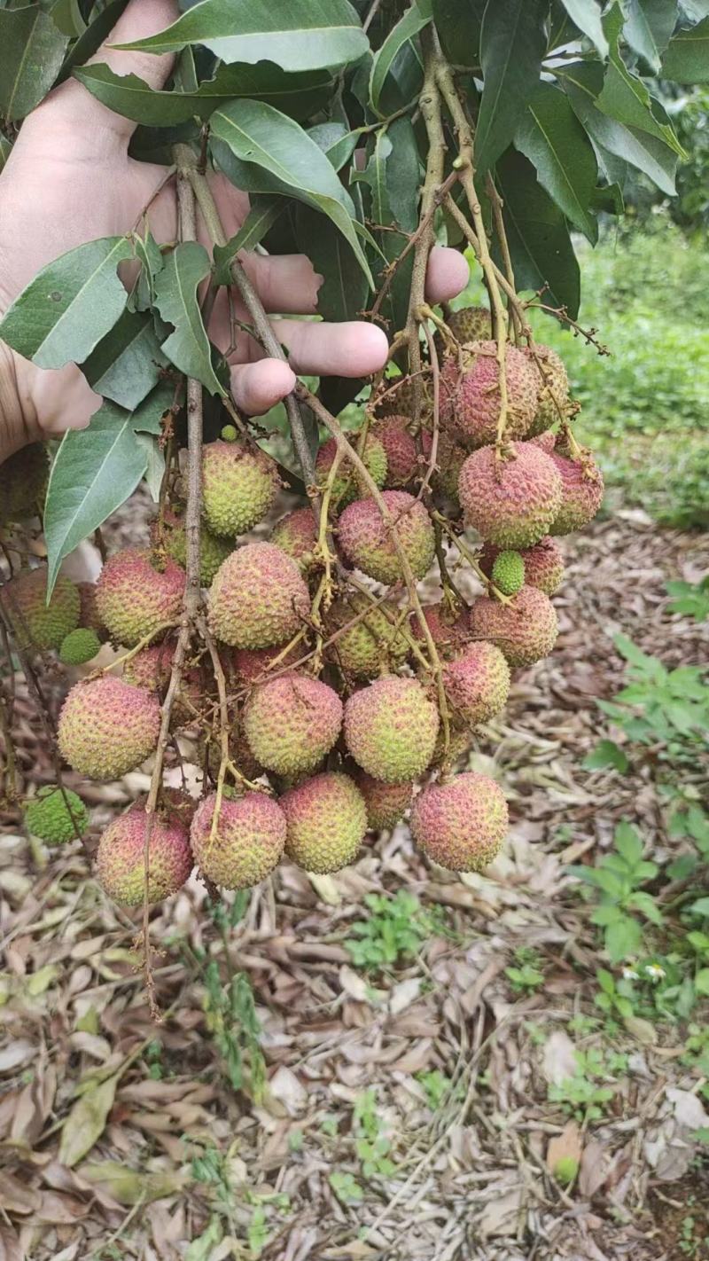 白糖罂妃子笑荔枝***********