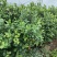 2-3年份蓝莓树苗