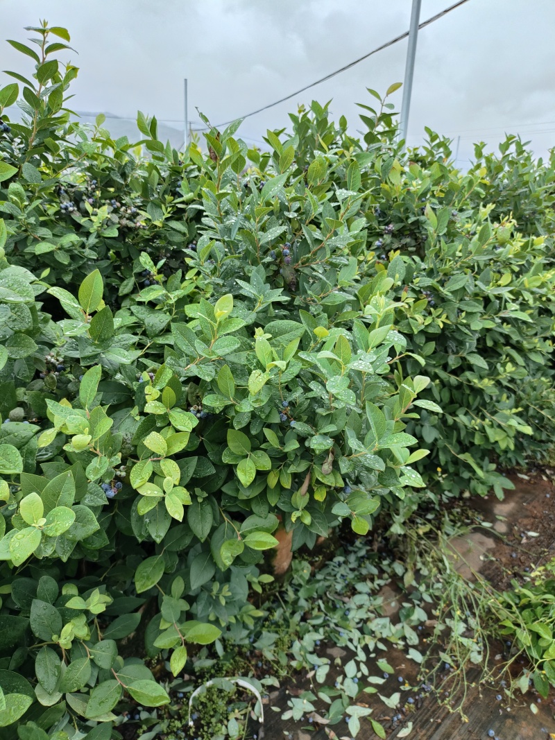 2-3年份蓝莓树苗