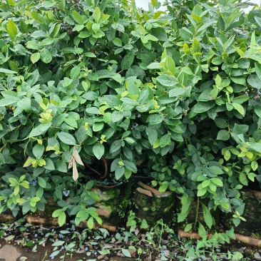 2-3年份蓝莓树苗