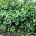2-3年份蓝莓树苗