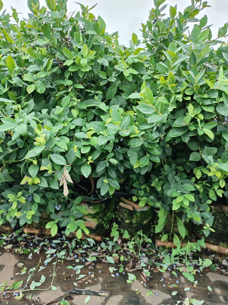 2-3年份蓝莓树苗