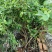 2-3年份蓝莓树苗