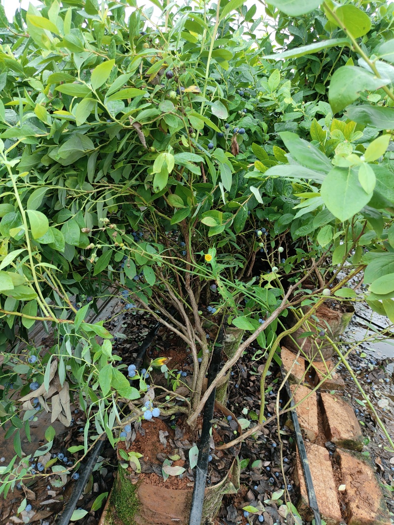 2-3年份蓝莓树苗