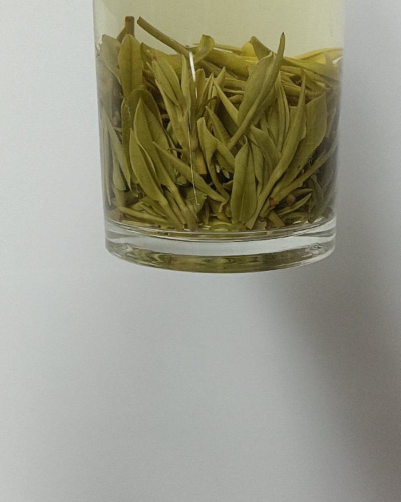 2025年3/29炒的安吉白茶