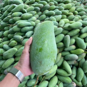 云南正宗大青芒