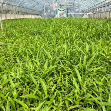 白芨直播苗，块茎0.5以上