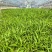 白芨直播苗，块茎0.5以上