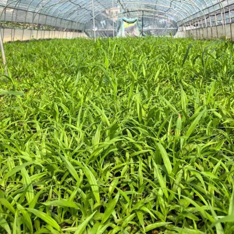 白芨直播苗，块茎0.5以上