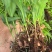 白芨直播苗，块茎0.5以上