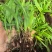 白芨直播苗，块茎0.5以上