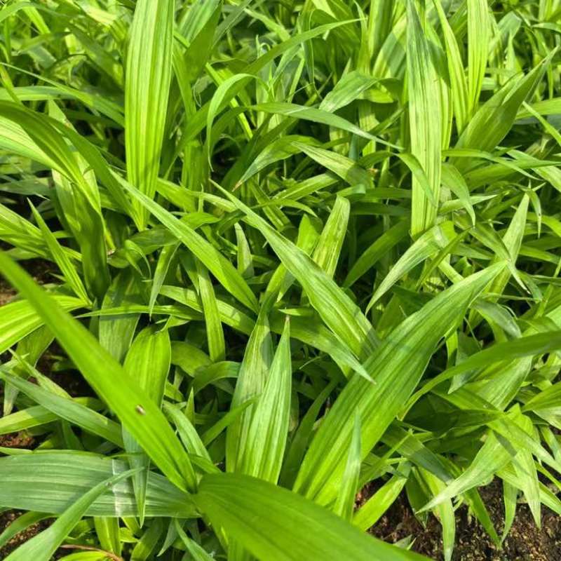 白芨直播苗，块茎0.5以上