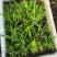 白芨直播苗，块茎0.5以上