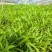 白芨直播苗，块茎0.5以上