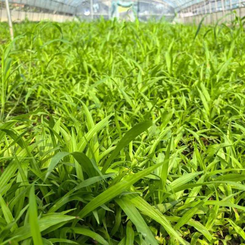 白芨直播苗，块茎0.5以上