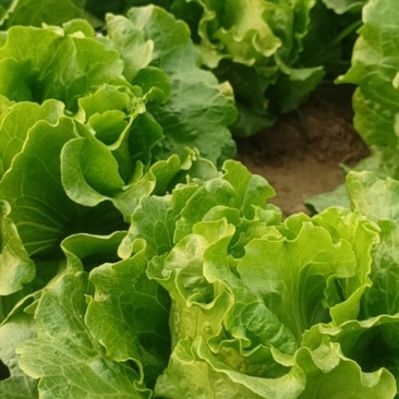 玻璃翠生菜