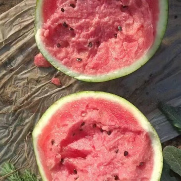 精品麒麟美都夏邑产地诚信第一全国直发