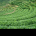 江西省遂川县高山云雾淋洋茶