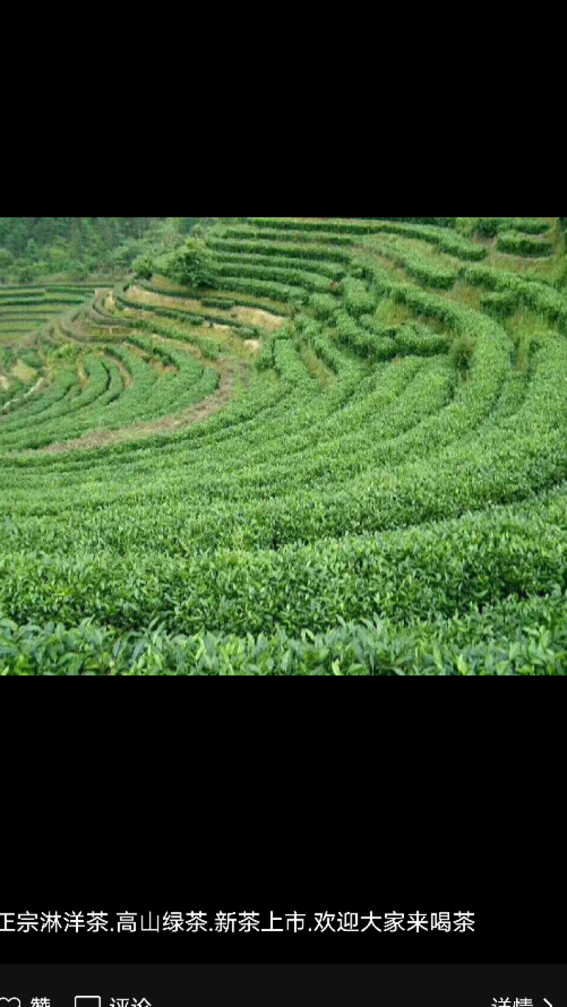 江西省遂川县高山云雾淋洋茶