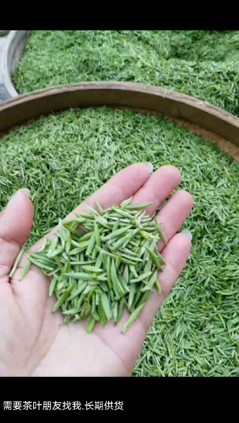 江西省遂川县高山云雾淋洋茶