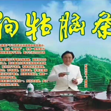 江西省遂川县高山云雾淋洋茶