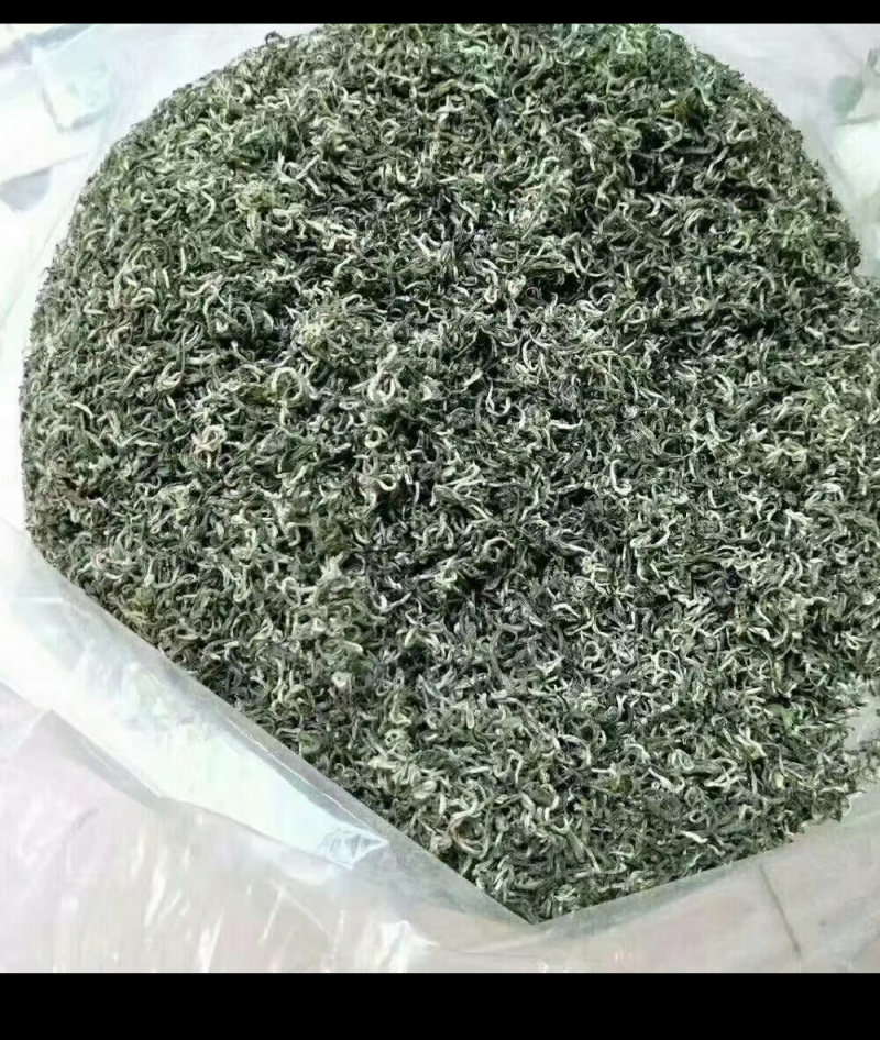 江西省遂川县高山云雾淋洋茶