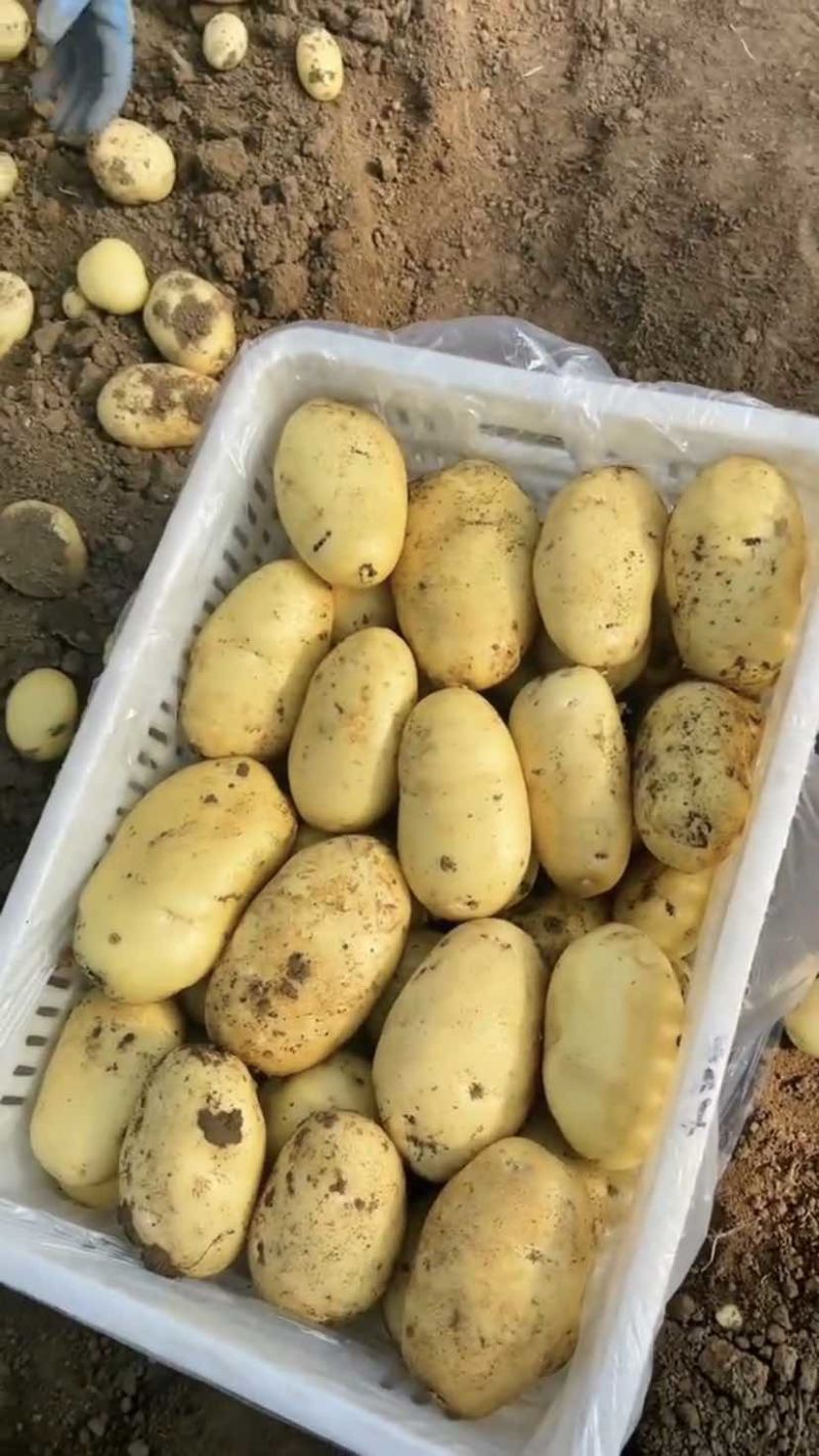 2026年露天新土豆大量上市了