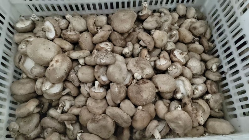 鲜香菇