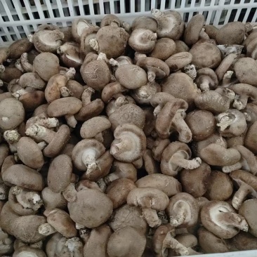 鲜香菇