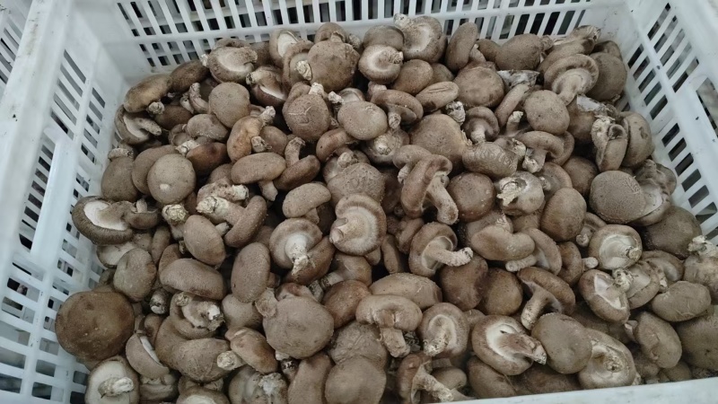 鲜香菇